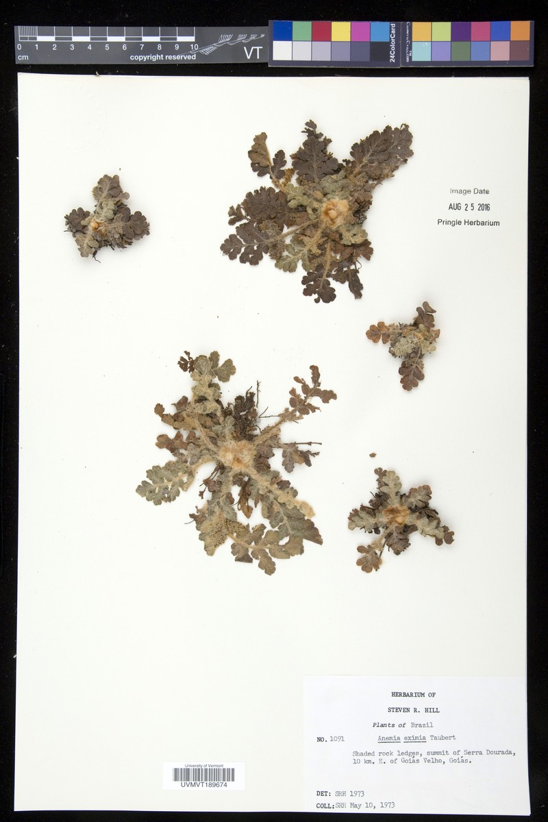 Anemia eximia photo 2
