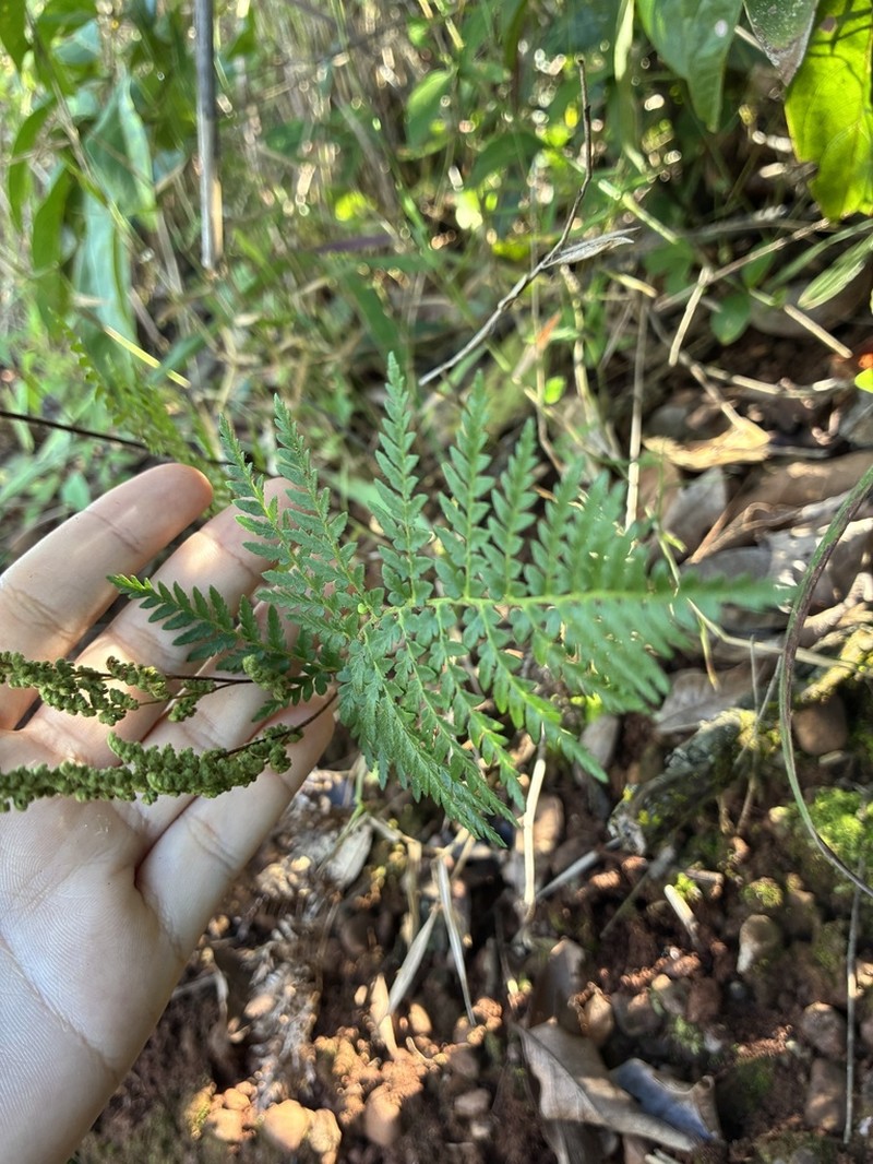 Anemia ferruginea