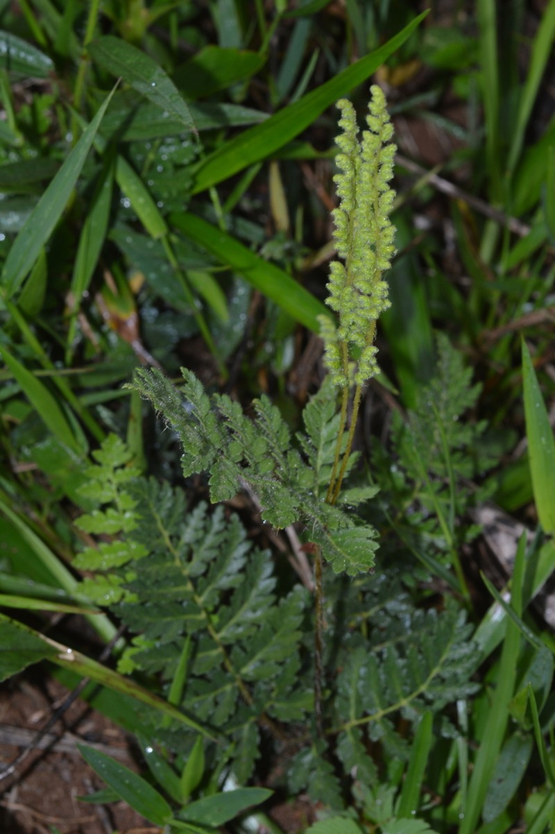 Anemia ferruginea photo 2