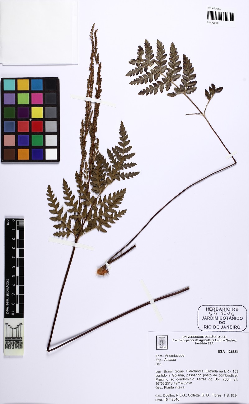 Anemia ferruginea photo 4