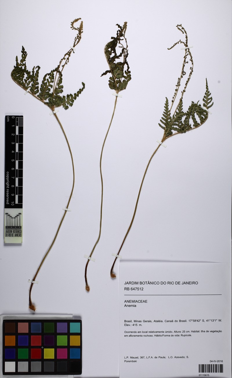 Anemia ferruginea photo 5