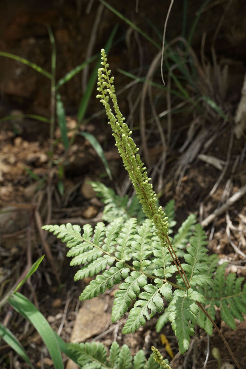 Anemia flexuosa
