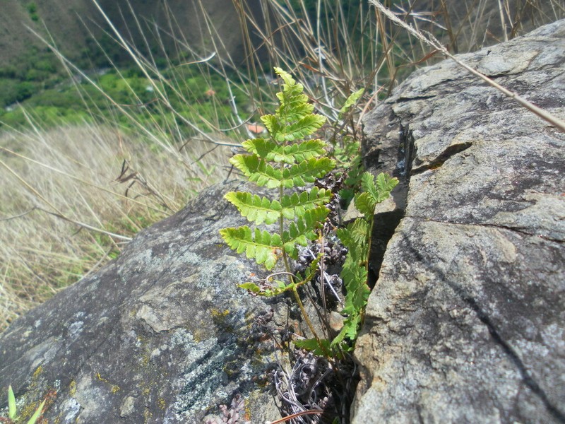 Anemia flexuosa photo 2