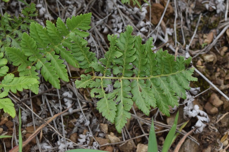 Anemia flexuosa photo 3