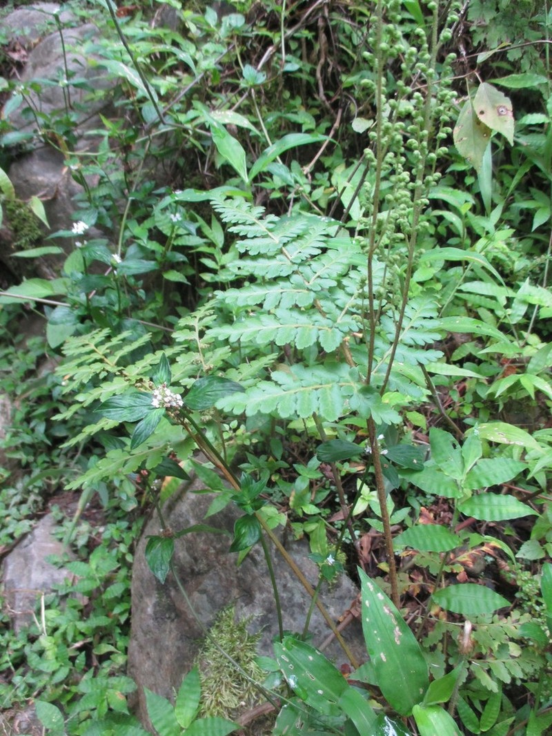 Anemia flexuosa photo 4