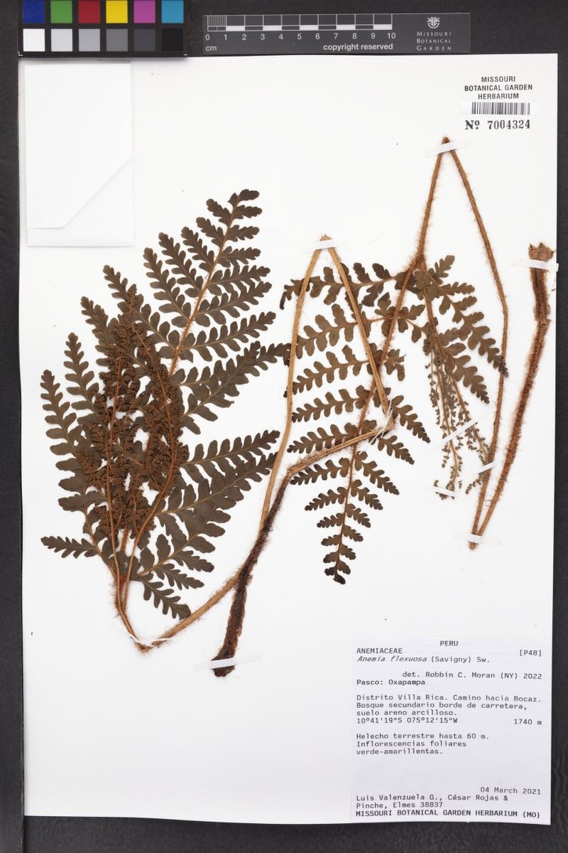 Anemia flexuosa photo 6