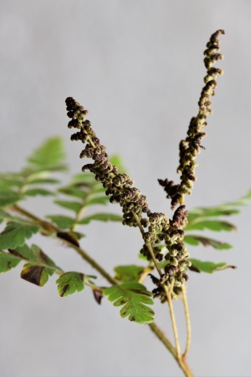 Anemia flexuosa photo 7
