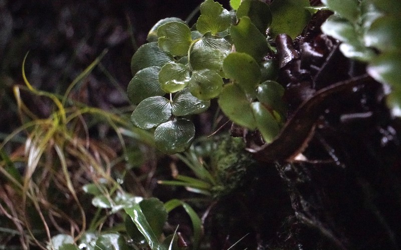 Anemia gardneri