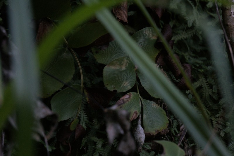 Anemia gardneri photo 3