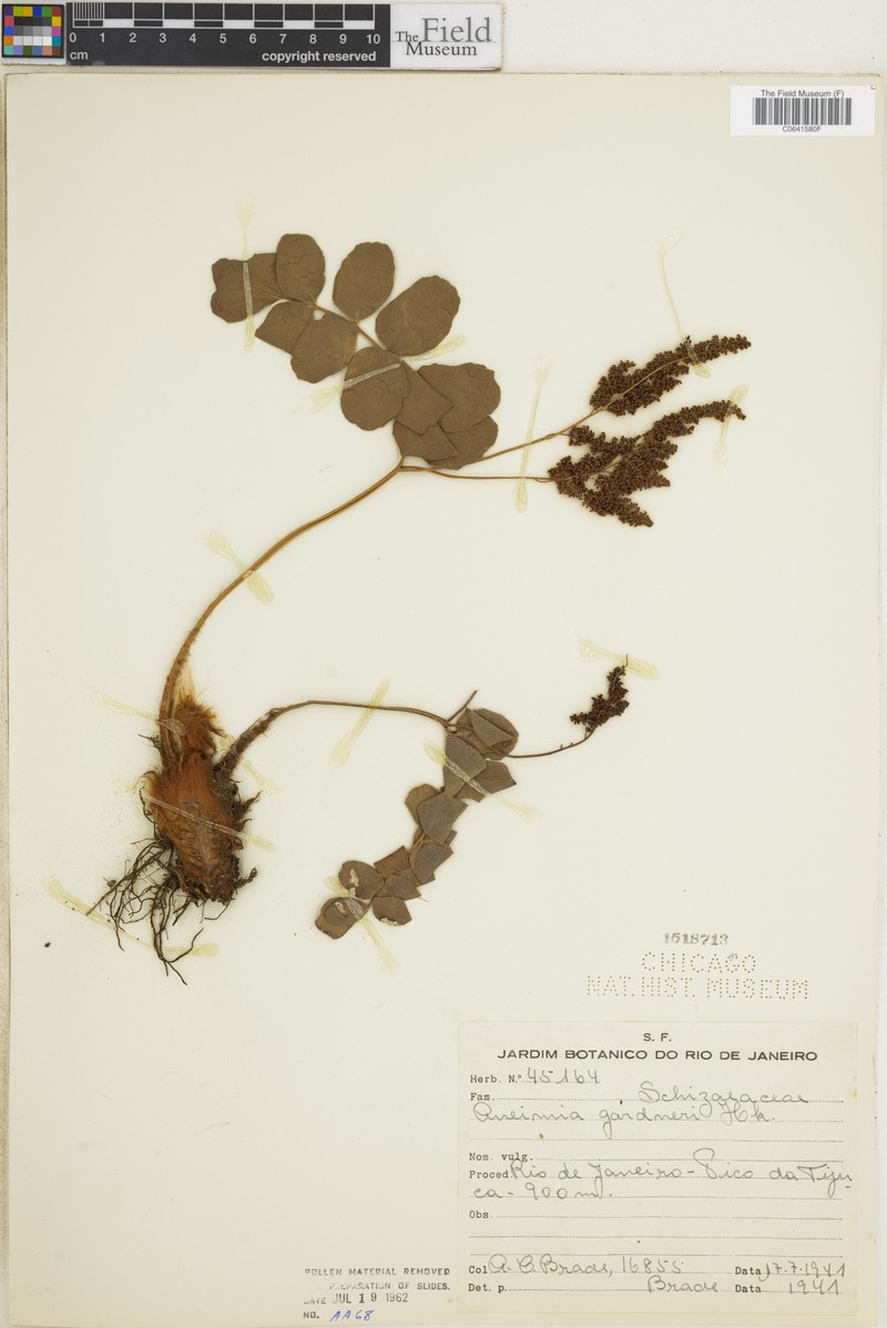 Anemia gardneri photo 4