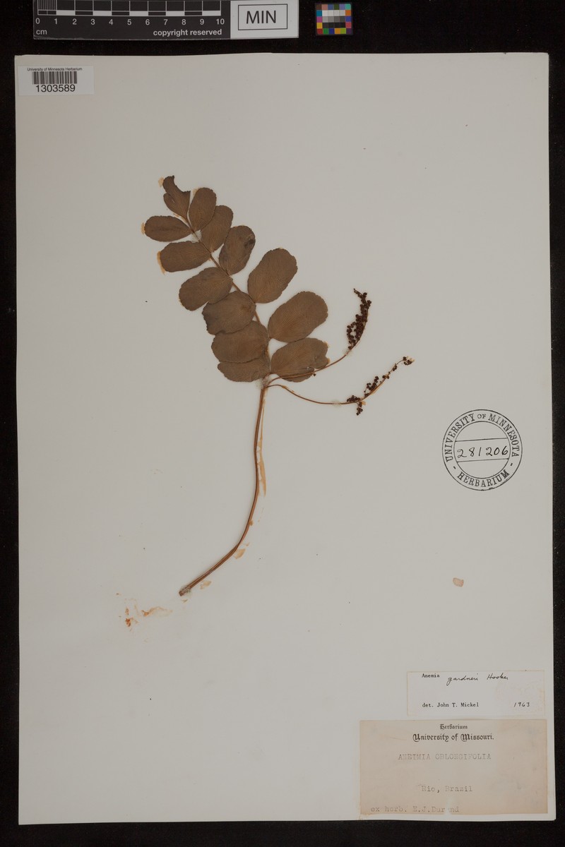 Anemia gardneri