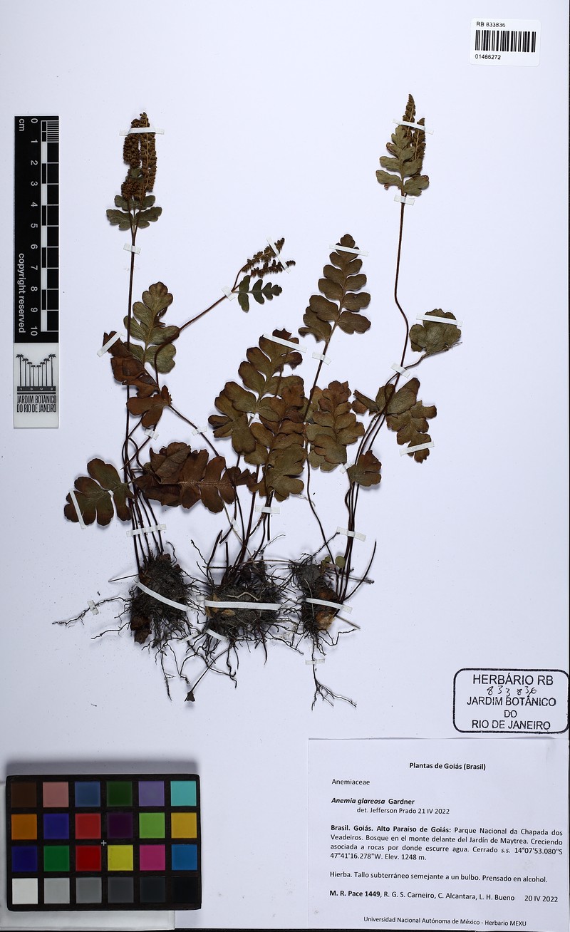 Anemia glareosa