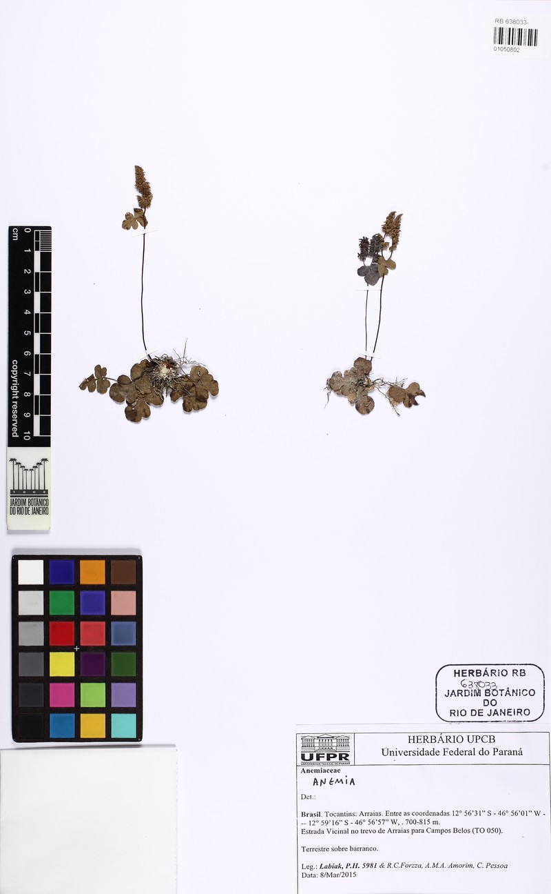 Anemia glareosa photo 2