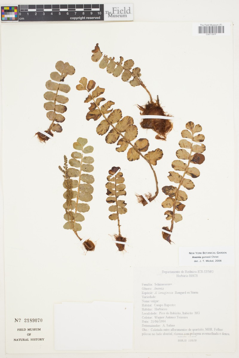 Anemia gomesii
