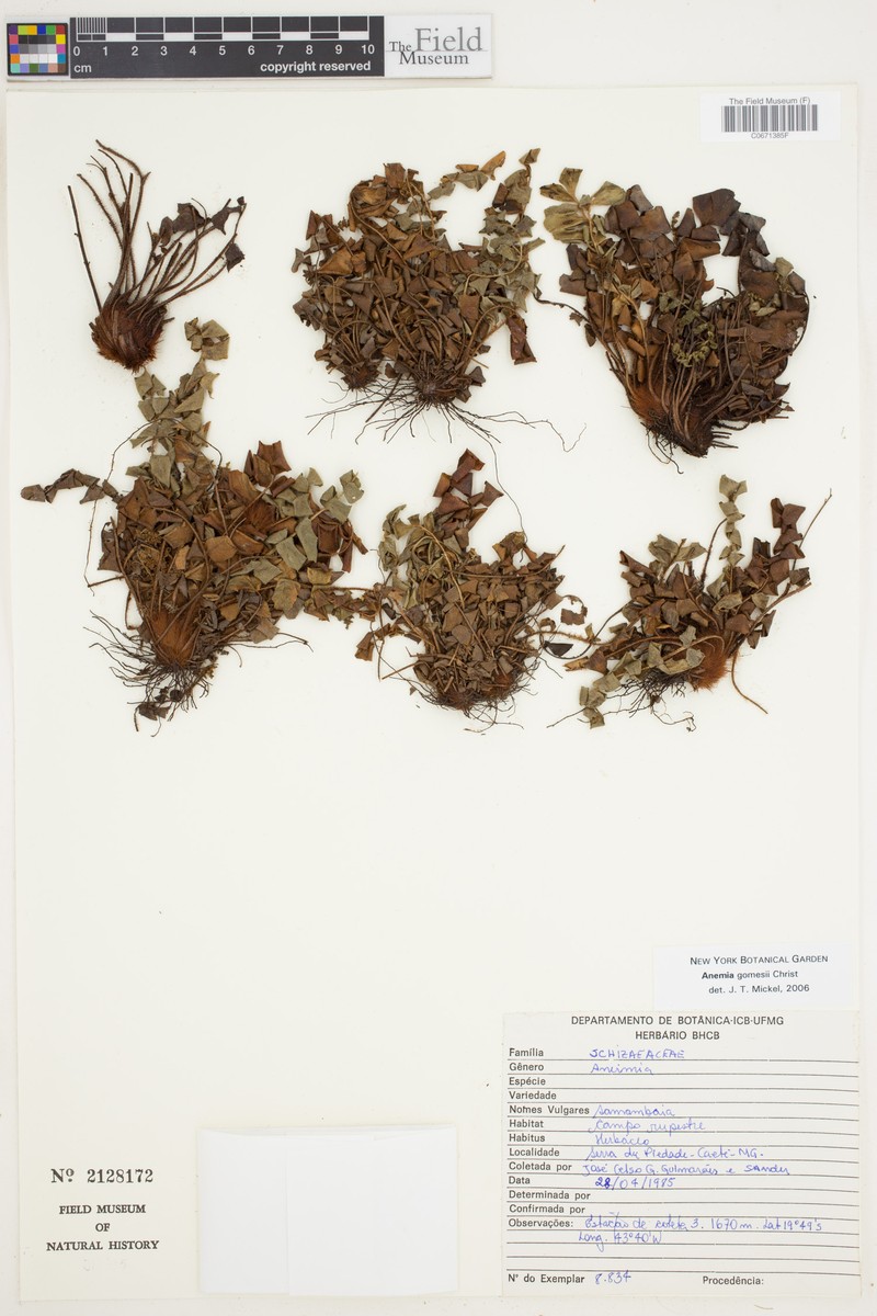 Anemia gomesii photo 2
