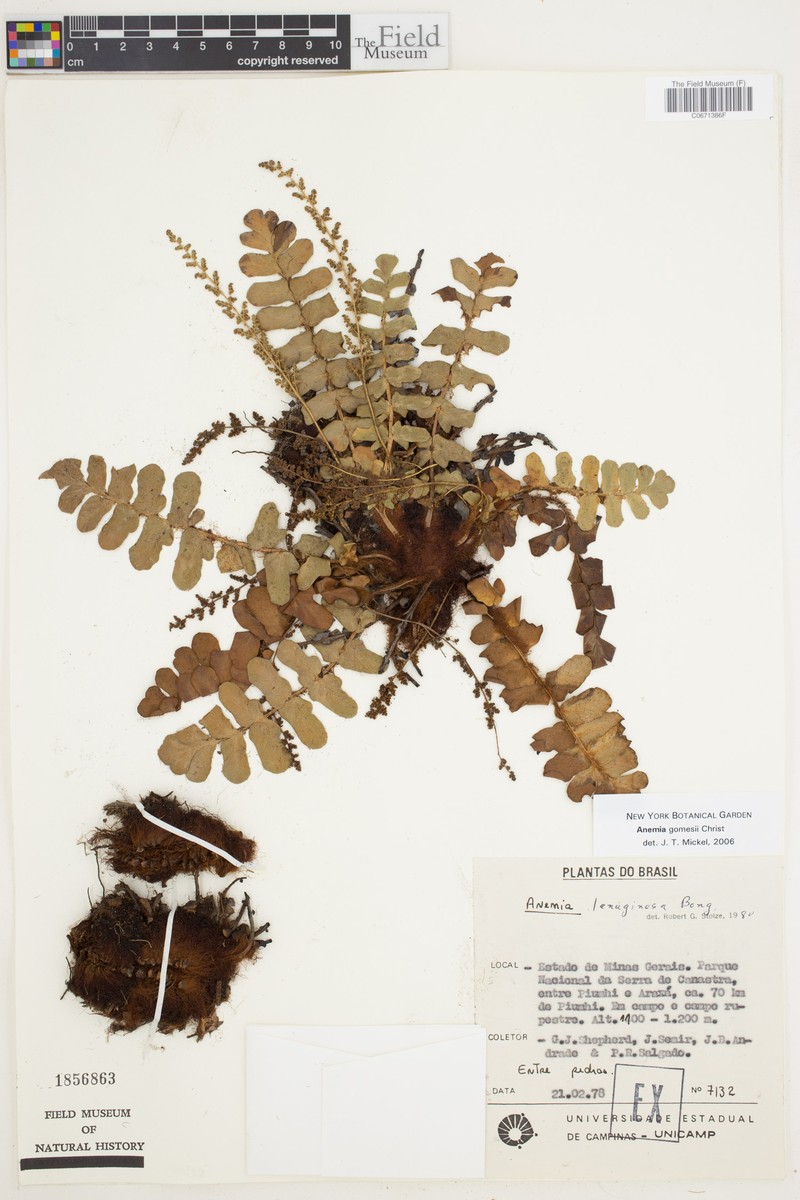 Anemia gomesii photo 3
