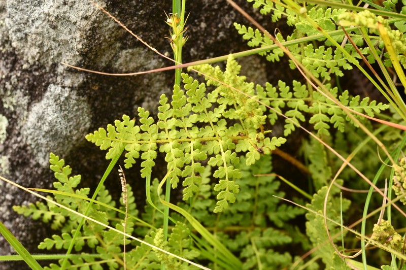 Anemia guatemalensis photo 2