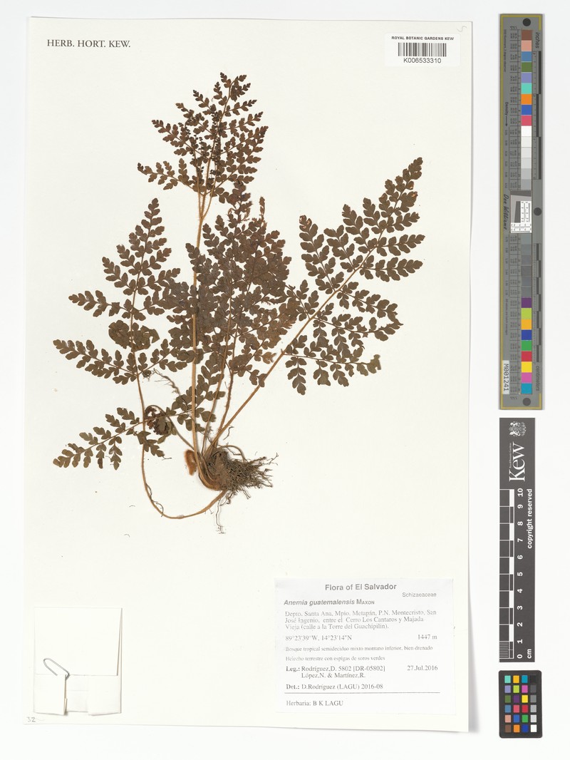 Anemia guatemalensis photo 4