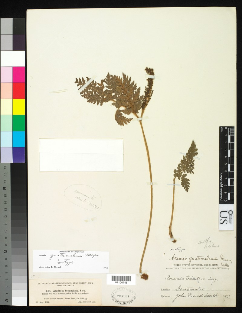 Anemia guatemalensis