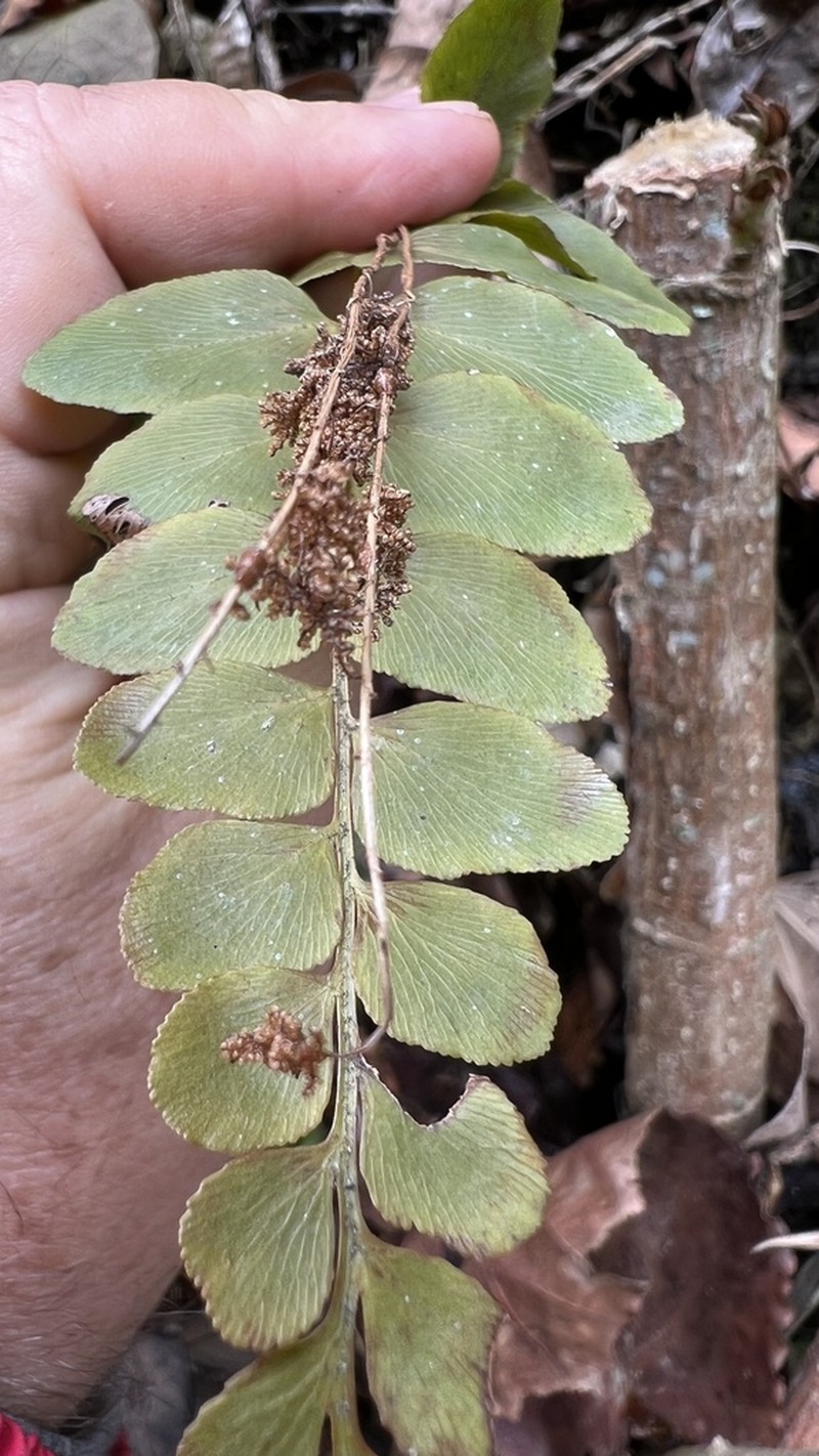 Anemia herzogii