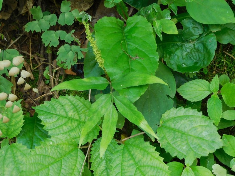 Anemia herzogii photo 2