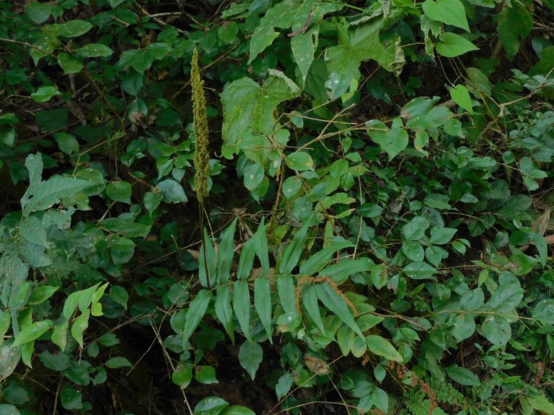 Anemia herzogii photo 3