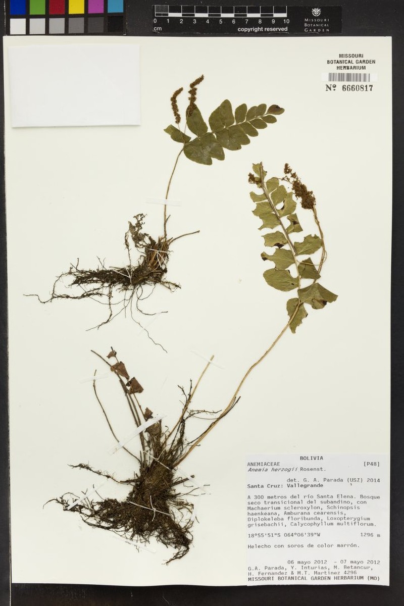 Anemia herzogii photo 5