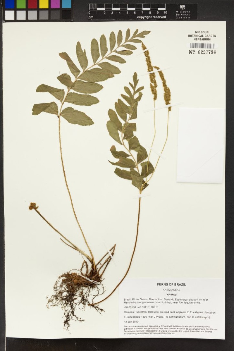 Anemia herzogii photo 6