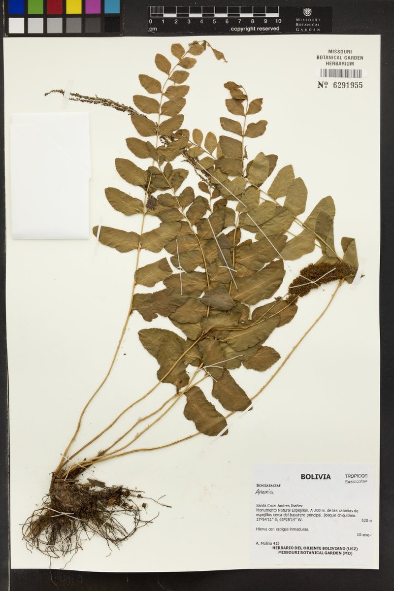 Anemia herzogii photo 7