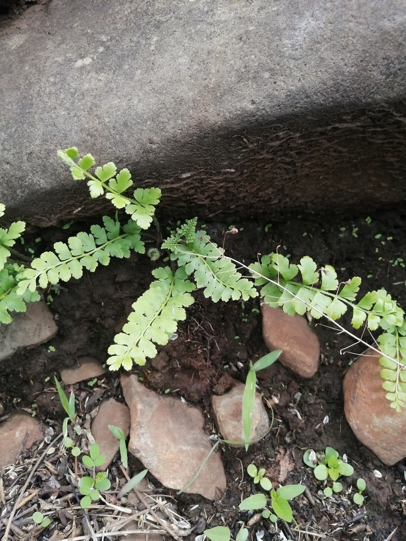 Hairy Flowering Fern