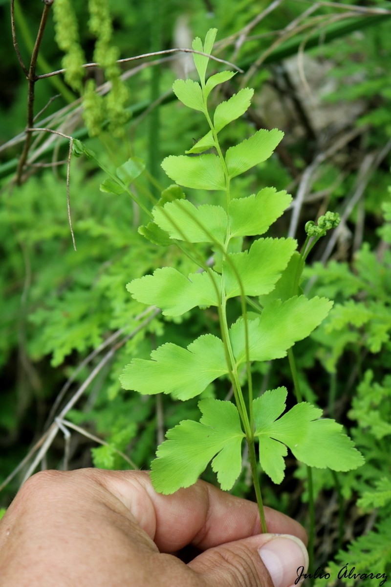 Hairy Flowering Fern photo 2