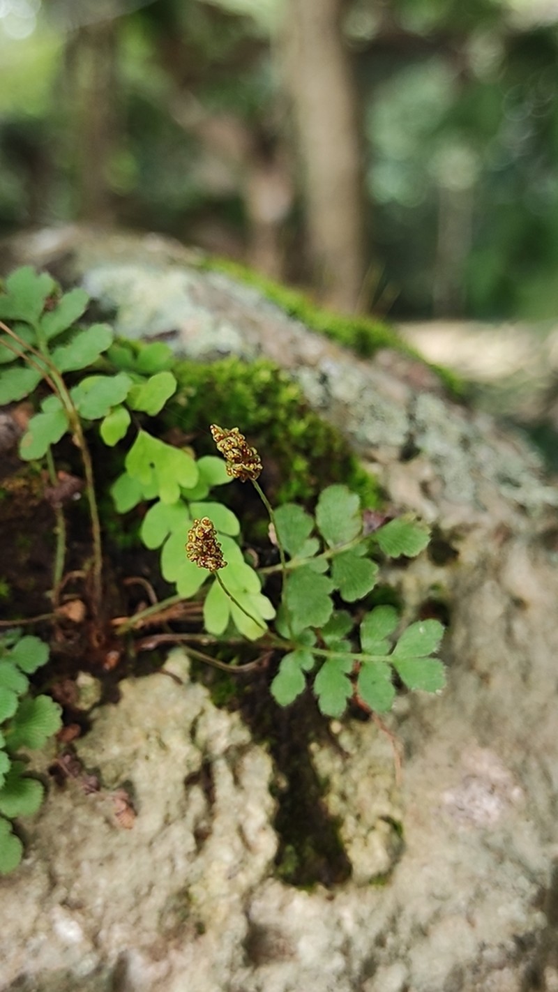 Hairy Flowering Fern photo 3