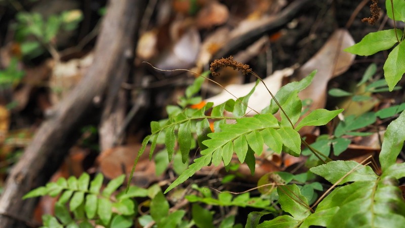 Streambank Flowering Fern