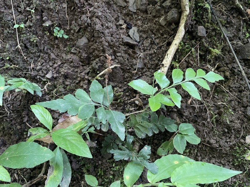 Streambank Flowering Fern photo 2
