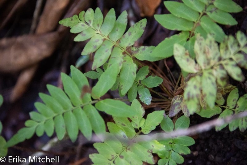 Streambank Flowering Fern photo 3