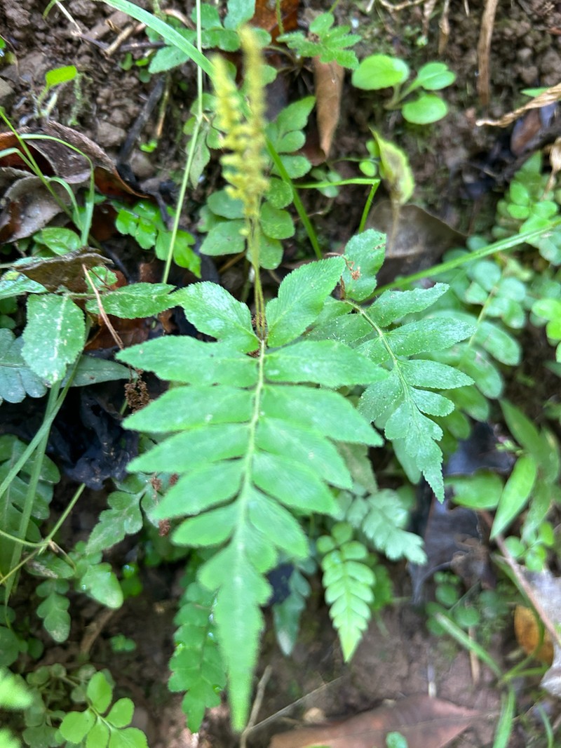 Streambank Flowering Fern photo 4
