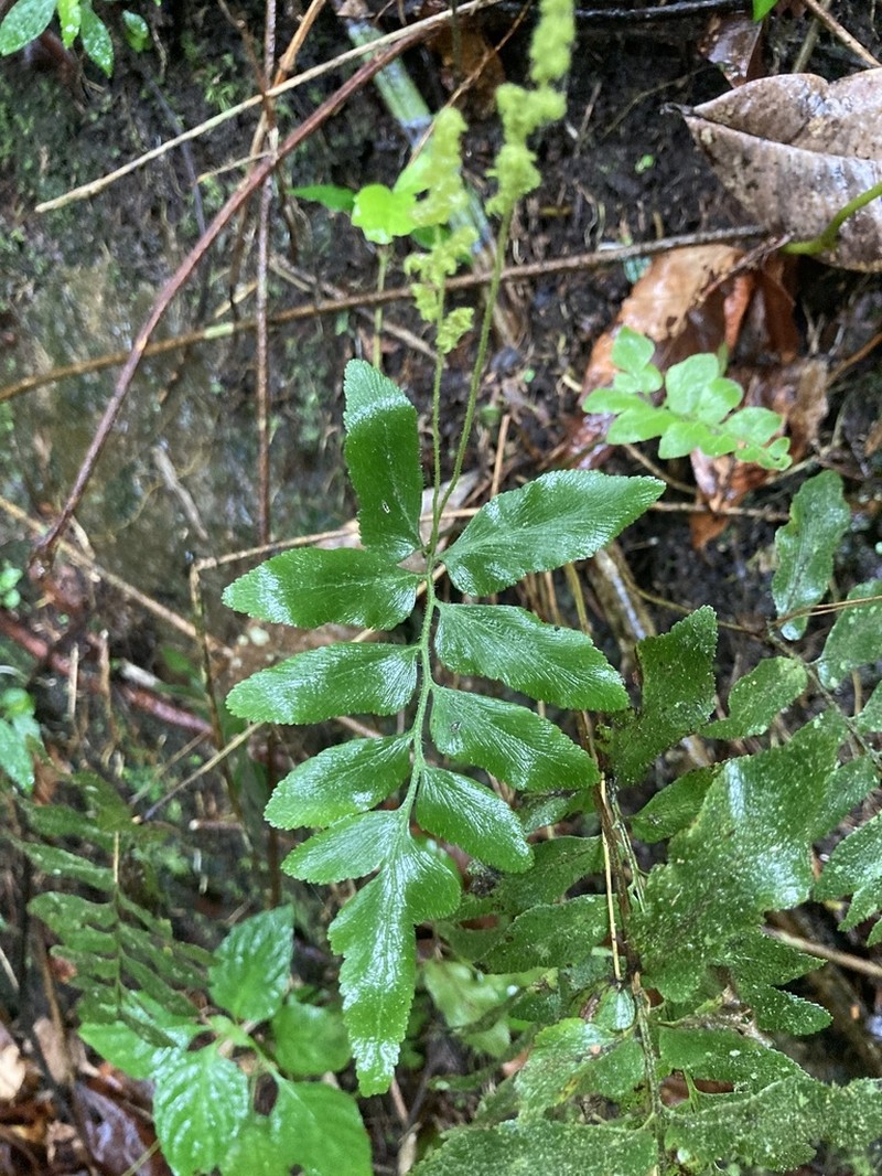 Streambank Flowering Fern photo 5
