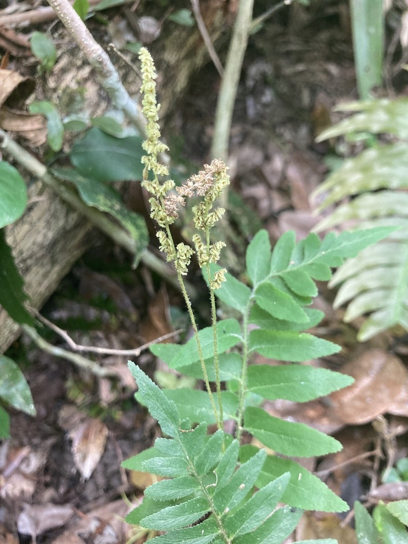 Streambank Flowering Fern photo 6