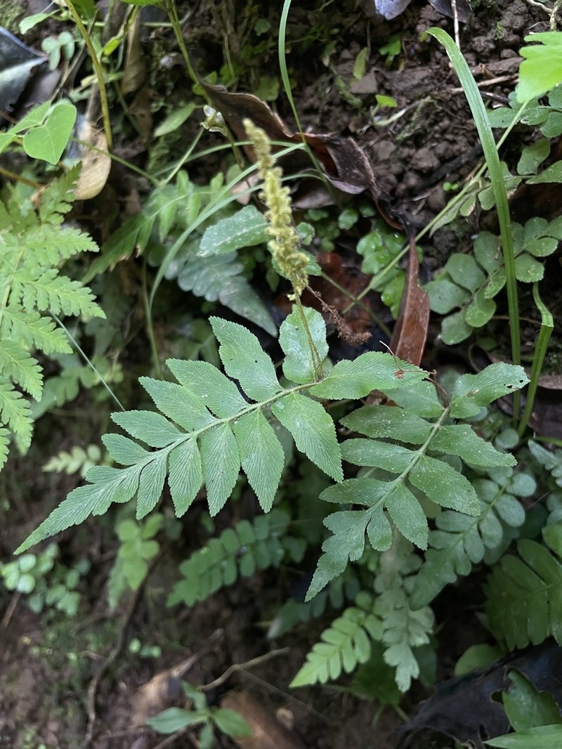 Streambank Flowering Fern photo 8