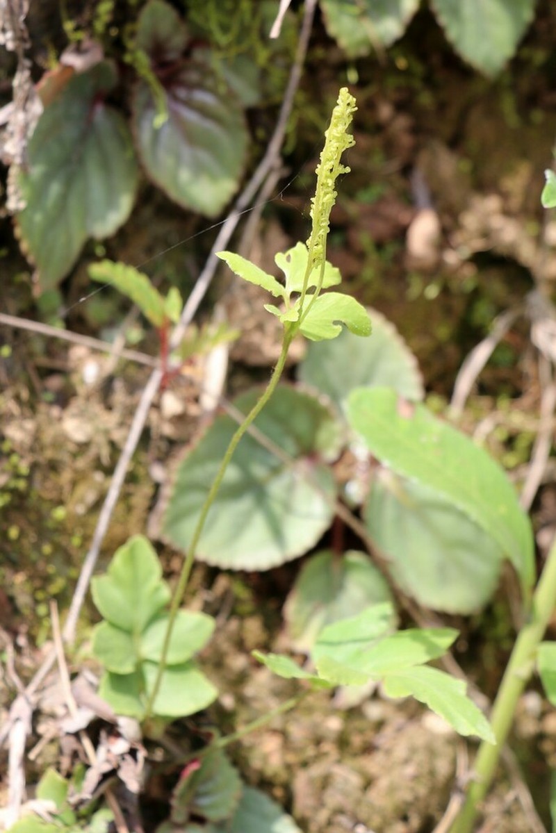 Anemia hispida