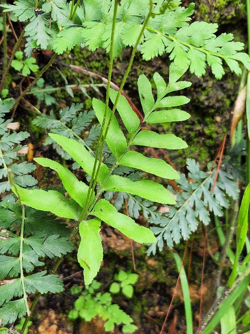 Anemia hispida photo 2