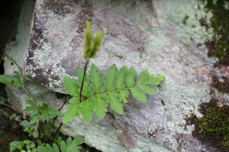 Anemia hispida photo 3