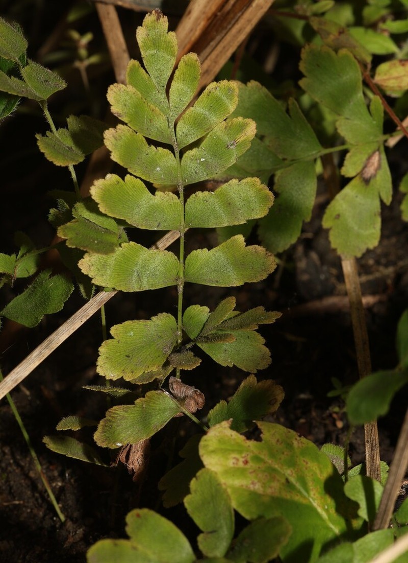 Anemia hispida photo 4