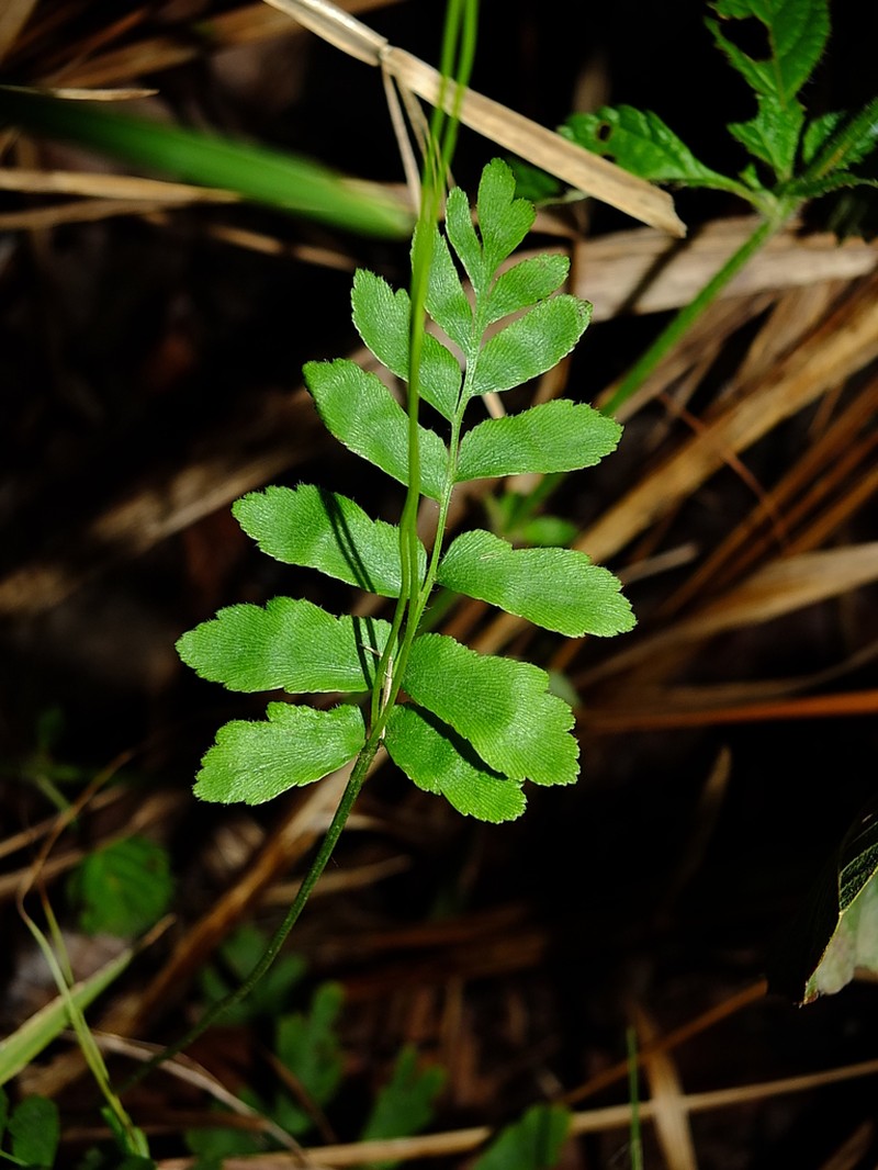 Anemia hispida photo 5