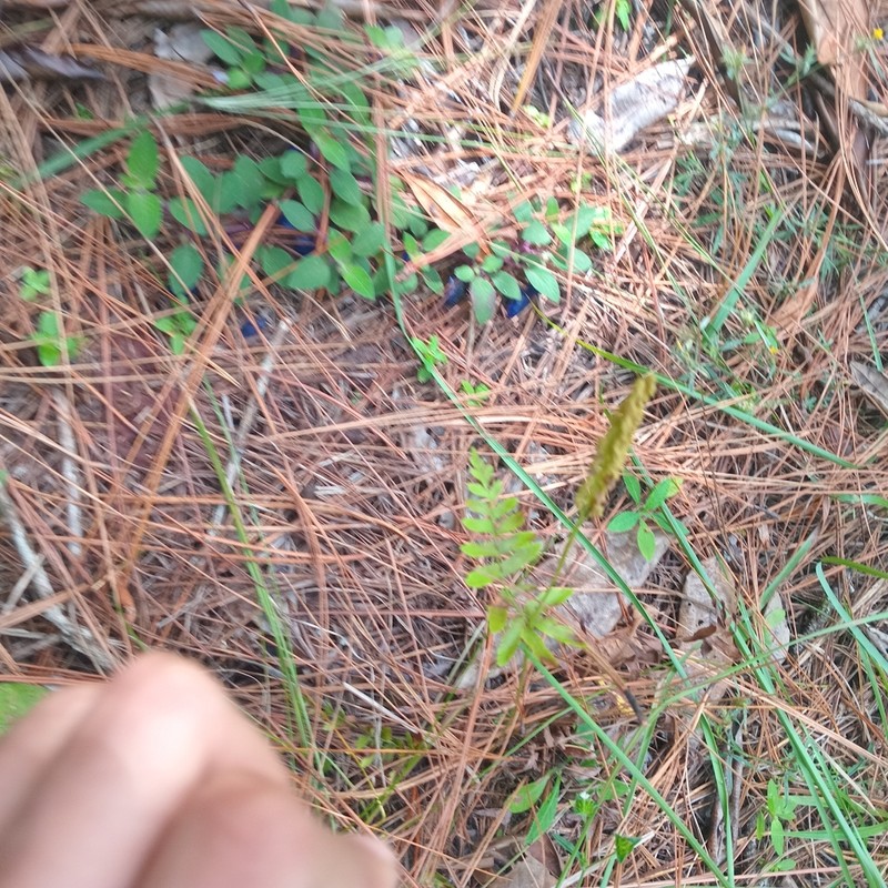 Anemia hispida photo 6