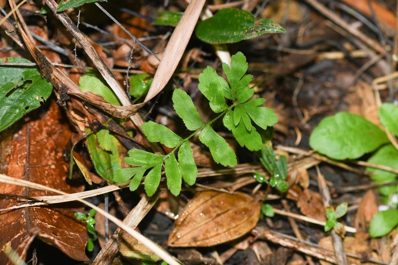 Anemia hispida photo 7