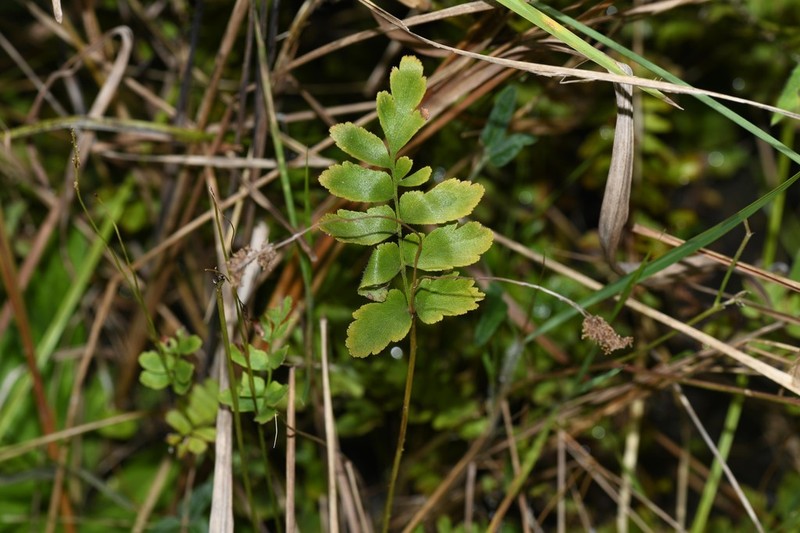 Anemia hispida photo 8
