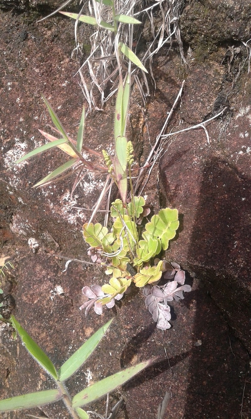 Anemia humilis photo 3