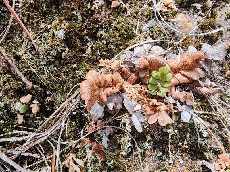 Anemia humilis photo 4