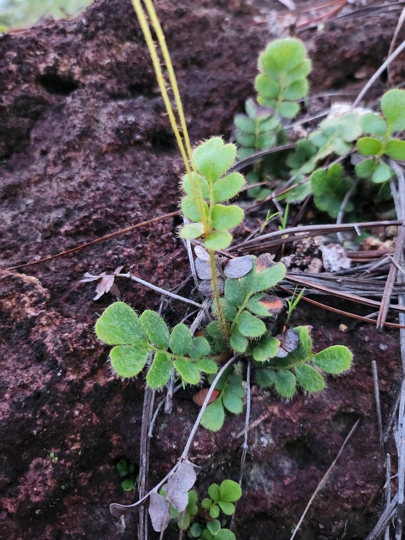 Anemia humilis photo 5